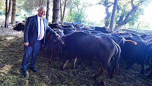 İzmir mozzarellası için üreticiye destek devam ediyor