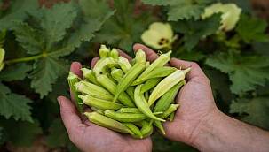 Susuz bamya İzmir'e yayılıyor