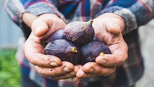 Cennet meyvesi incir ihracat yolcusu 