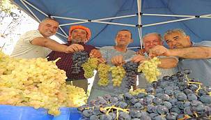 Geleneksel Kösedere Üzüm Şenliği 14'üncü kez, adıyla ve tadıyla sizi bekliyor 
