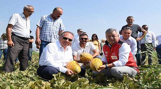 Gerenköy'de Tarımın Bereketi: Kavun Hasat Şenliği 