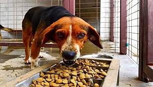 İzmir Büyükşehir Belediyesi can dostlar için üretiyor!