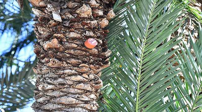 İzmir'in palmiyeleri için alarm sistemi 