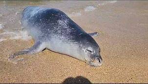 İzmir Foça kıyılarında ölü Akdeniz foku bulundu