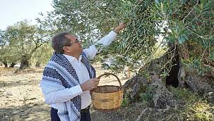 Başkan Ergin'den 'Dünya Zeytin Ağacı Günü' mesajı