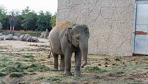 Doğal Yaşam Parkı'nın fili Deniz Gaziantep'e gidiyor