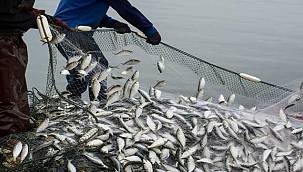 Dünya Türk levreği ve çipurasını taze, Türk somonu ve alabalığını dondurulmuş sevdi 