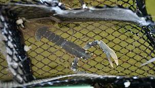 Istakoz Stok Destekleme Programı Yerinde İncelendi 