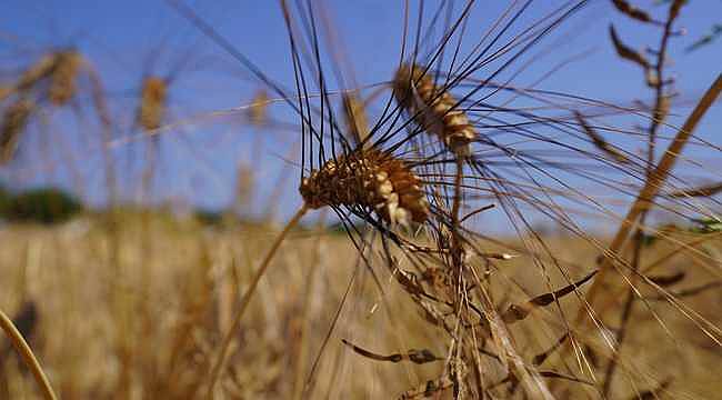 Çeşme Belediyesi Karakılçık buğdayı üretimine devam ediyor