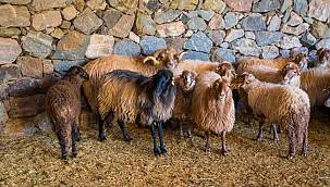 Kaçeli koyunlarının yeni evi Olivelo Yaşayan Parkı