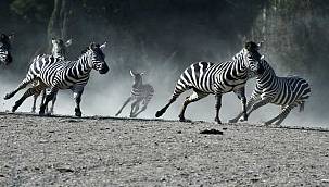 Doğal Yaşam Parkı'na  pazartesi molası