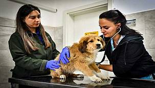 İzmir Büyükşehir Belediyesi HAYTAP'tan "tam not" alan tek Büyükşehir Belediyesi oldu