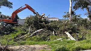 Türkiye İşçi Partisinden Foça'daki Ağaç Kıyımına Suç Duyurusu