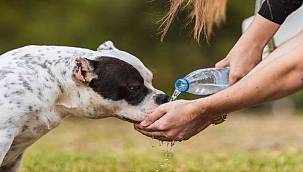 Bireysel Olarak Sokak Hayvanlarını Korumak İçin Neler Yapabilirsiniz?