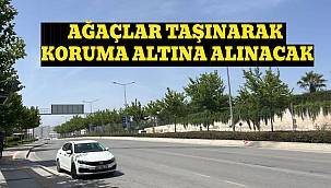 Ağaçlar taşınarak koruma altına alınacak