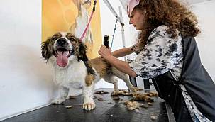 Bunaltan sıcaklarda can dostlar unutulmadı