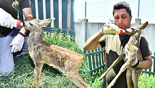 Doğal Yaşam Parkı'nın sevimli misafiri biberonla besleniyor