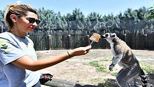 Doğal Yaşam Parkı sakinlerini serinleten menü