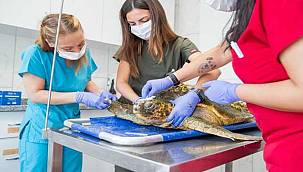 Körfez'deki yaralı Caretta caretta kurtarıldı