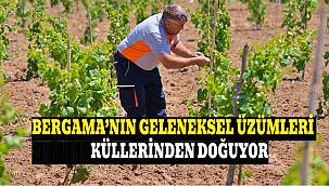 Kozak üzümleri küllerinden doğuyor