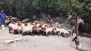 Nesli tükenmekte olan Kaçeli koyunları için proje 