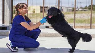 Yılın ilk 6 ayında İzmir'deki barınaklardan 500 köpek sahiplendirildi