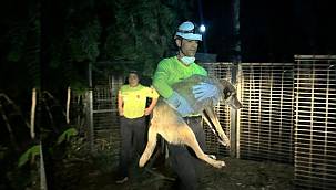 Yangın nedeniyle 335 hayvan koruma altına alındı