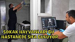 Sokak hayvanları bu hastanede şifa buluyor 