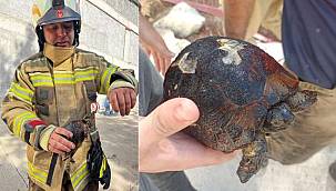 Foça'da yangından kurtarılan kaplumbağa kana kana su içti
