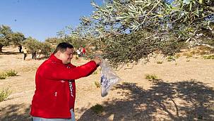 Engelli bireyler zeytin hasadı sayesinde sosyalleşti