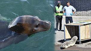 Tedavisi tamamlanan Akdeniz foku Foça'da mavi sularla buluştu 