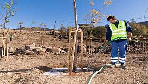 Yanan araziler bal ormanıyla küllerinden doğuyor 