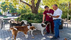 25 bin hayvan kısırlaştırıldı, bin 200'ü sıcak yuvaya kavuştu