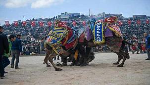 35. Poyracık Geleneksel Folklorik Deve Gösteri Festivali 