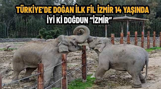 Türkiye'de doğan ilk fil İzmir 14 yaşında! İyi ki doğdun "İzmir" 