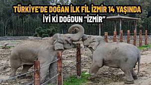 Türkiye'de doğan ilk fil İzmir 14 yaşında! İyi ki doğdun "İzmir"