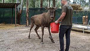Yaralı olarak fabrikaya sığınan geyik emin ellerde