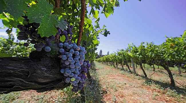 İzmir bağcılık mirasını koruyan Iter Vitis Rotası'na katıldı